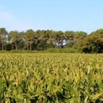 03-Surf-lodge-01-l-airial-04